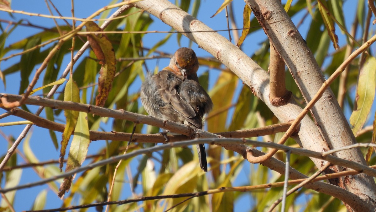 House Finch - ML289280851