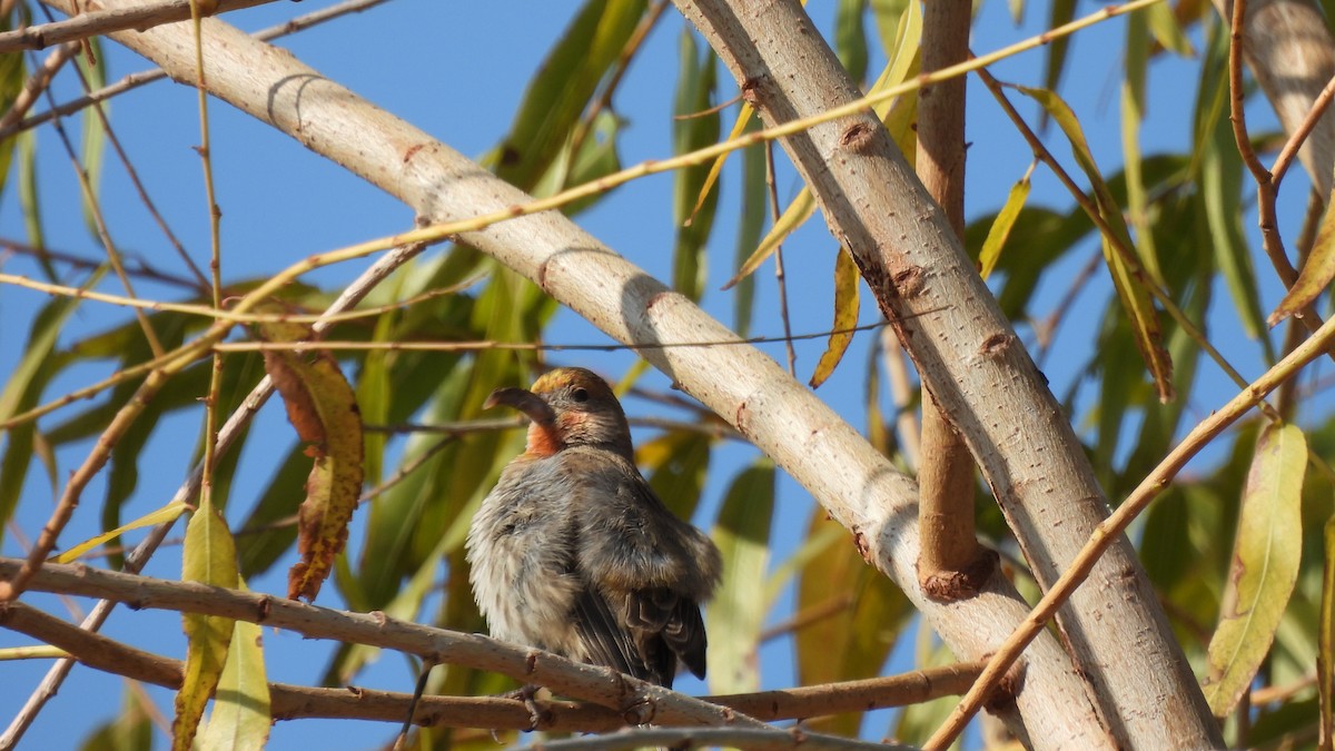 House Finch - ML289280881