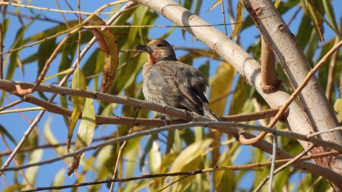 House Finch - ML289280901