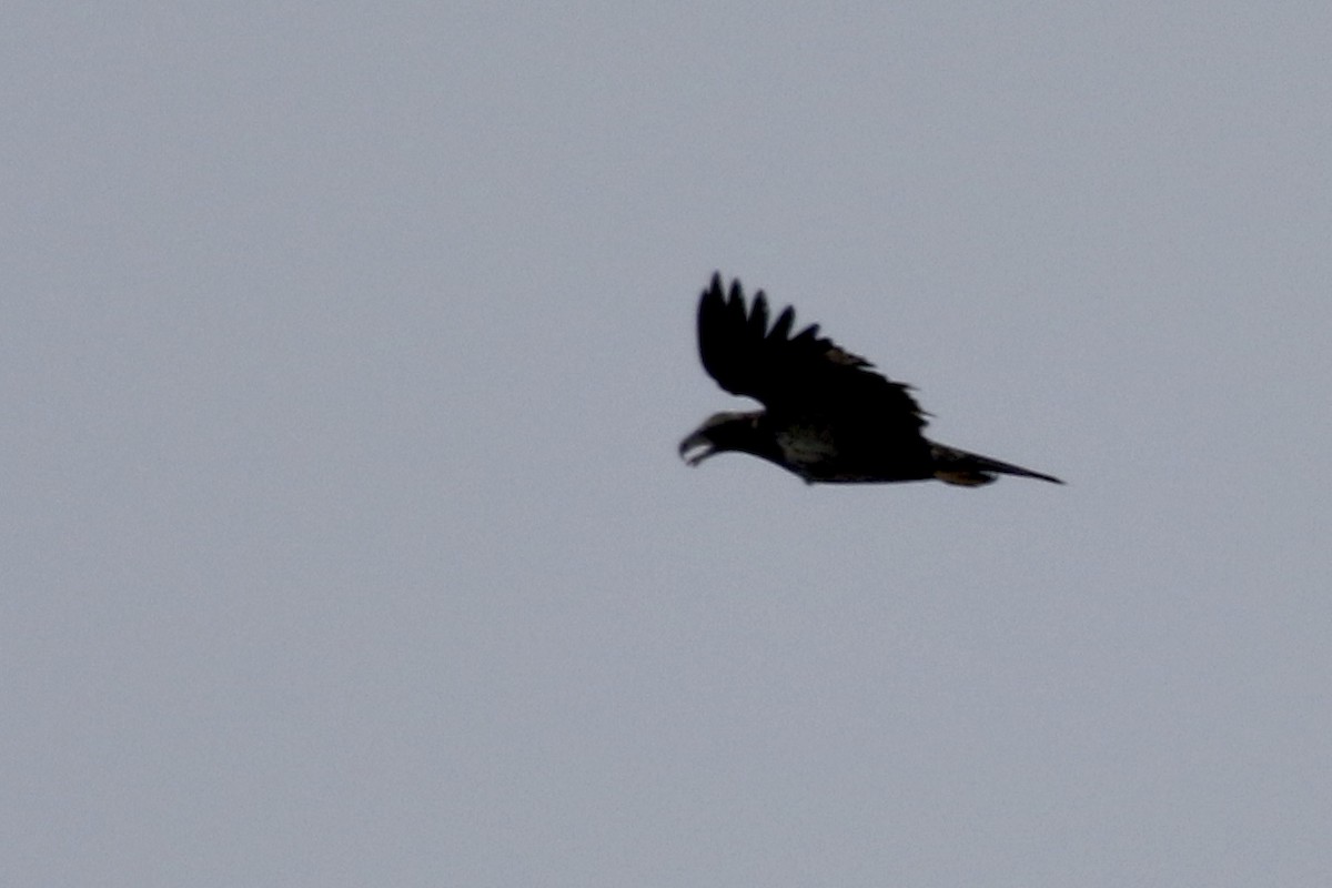 Bald Eagle - ML289281471