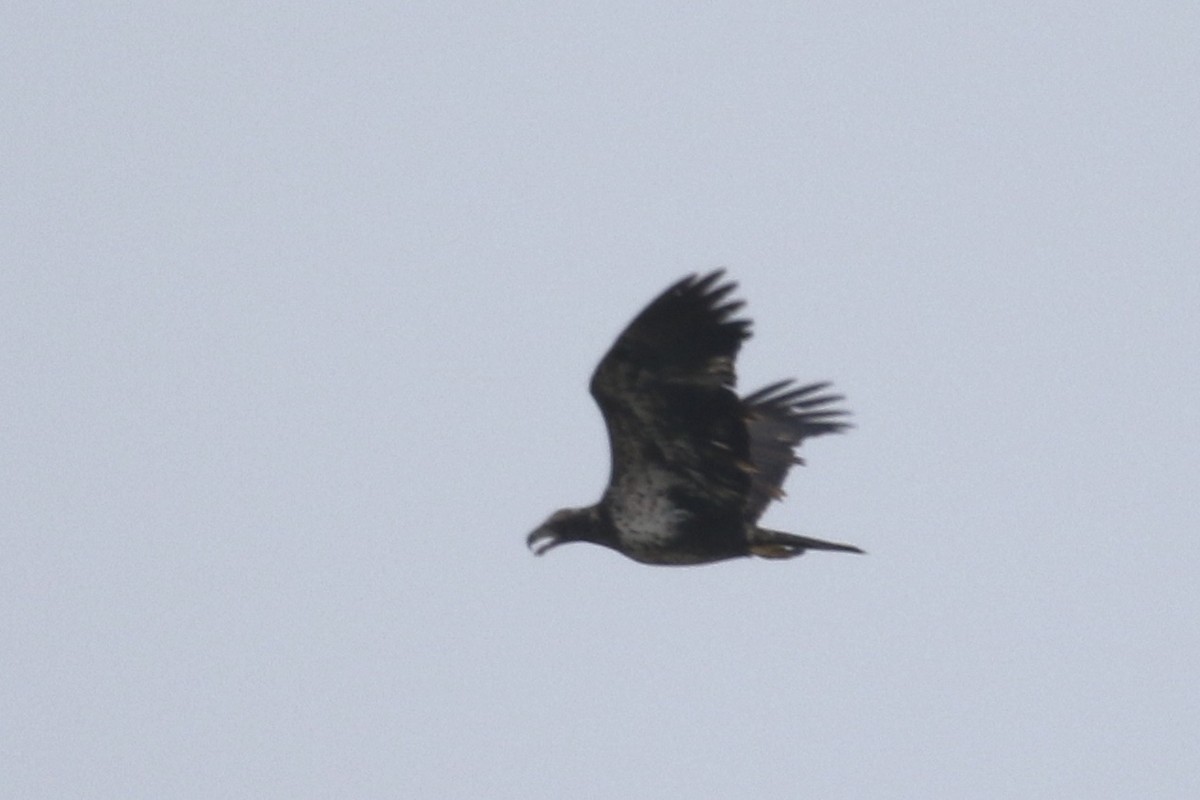 Bald Eagle - ML289281491