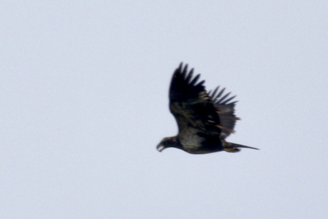 Bald Eagle - ML289281501