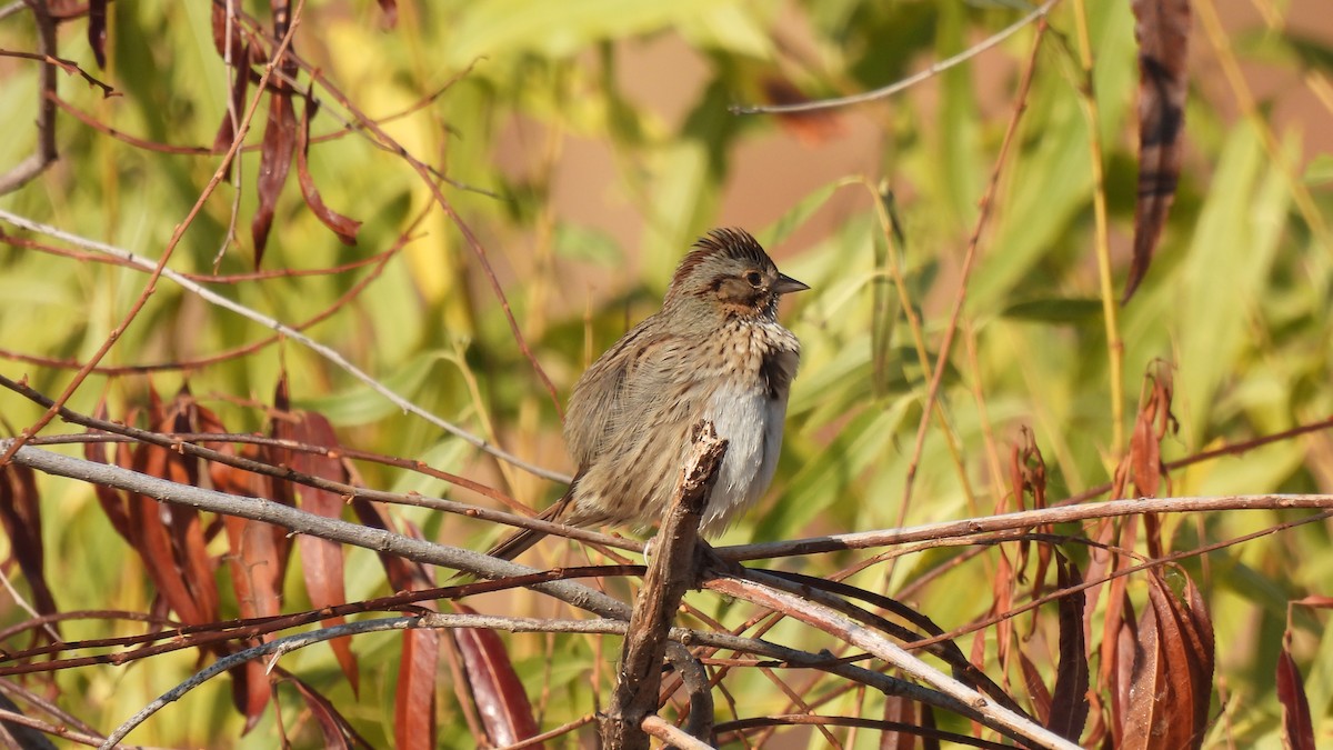 Lincoln's Sparrow - ML289282431