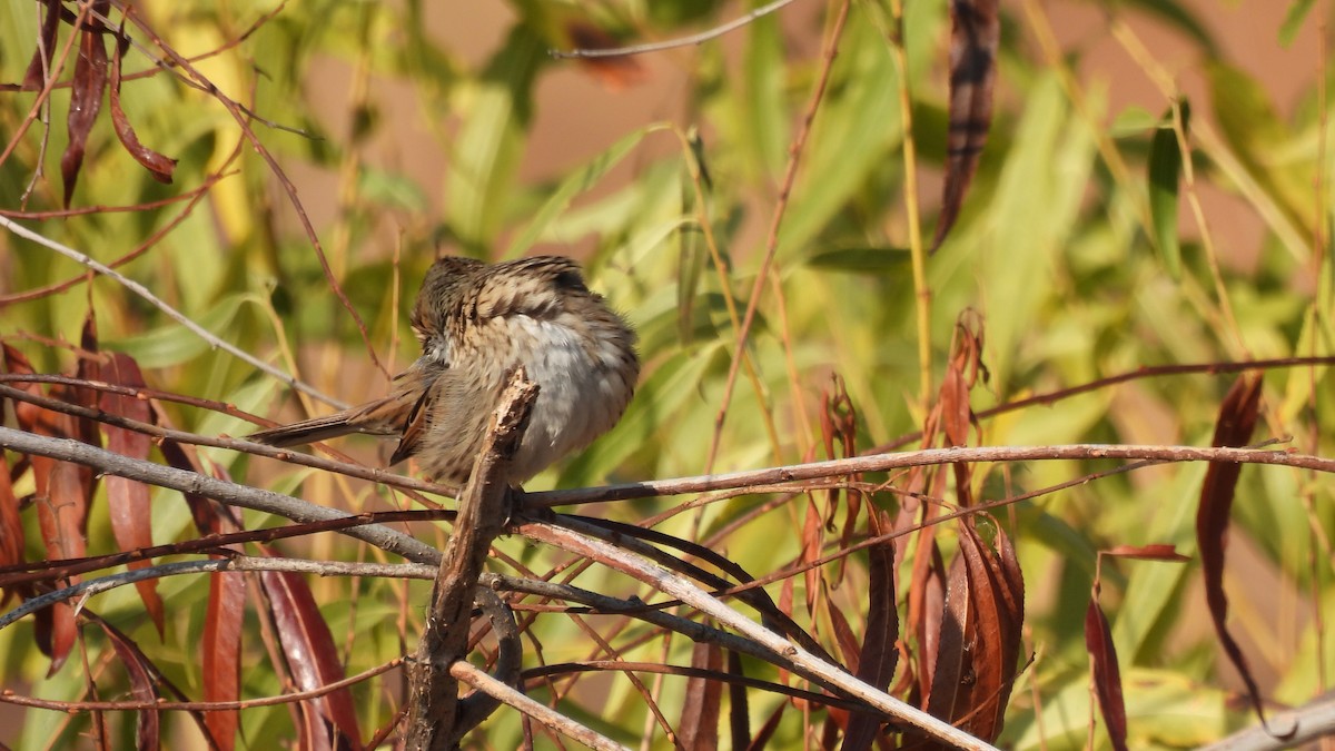 Lincoln's Sparrow - Karen Evans