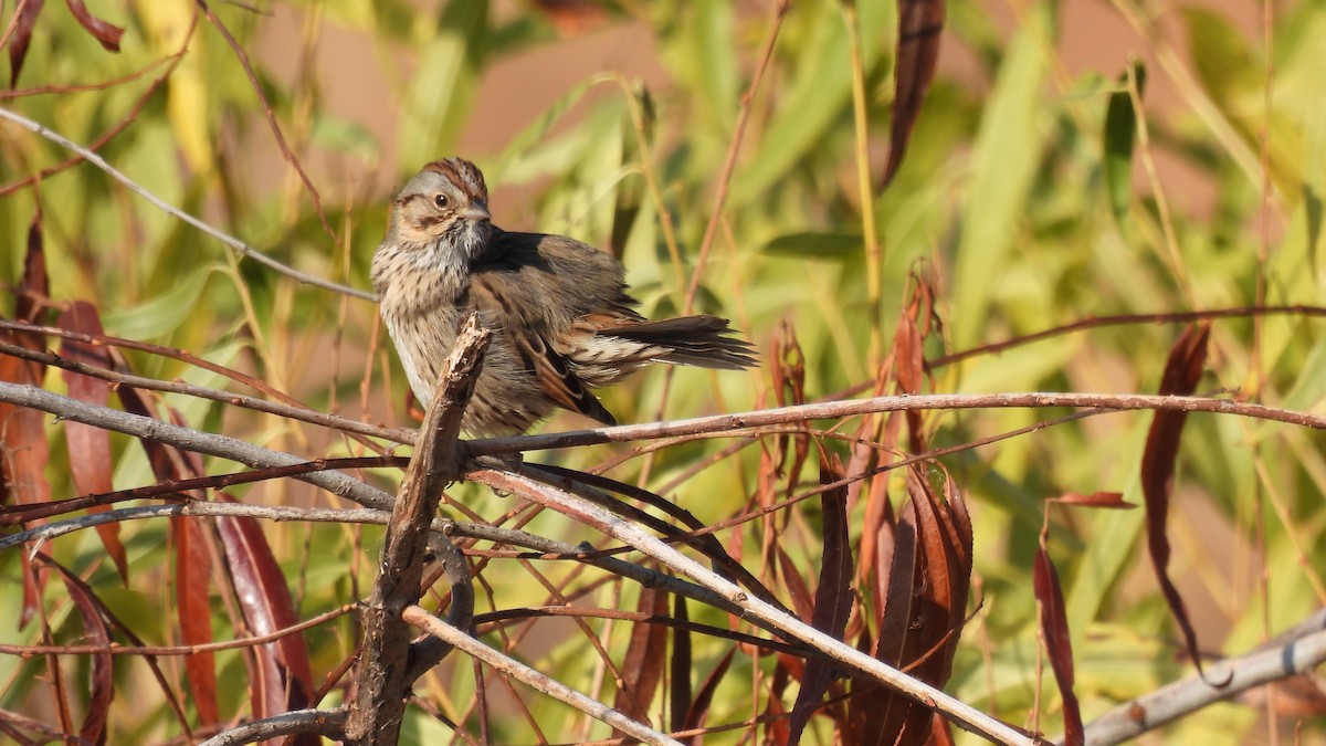 Lincoln's Sparrow - ML289282491