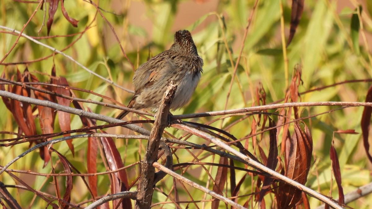 Lincoln's Sparrow - ML289282501