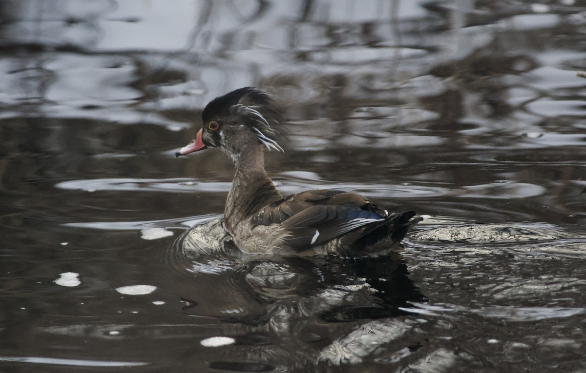 Pato Joyuyo - ML289283621