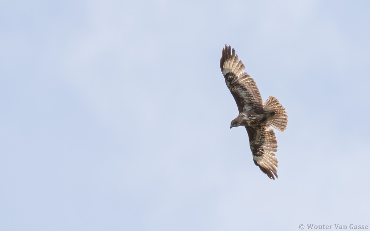 Common Buzzard (Corsican) - ML289284541