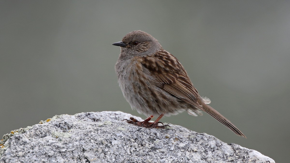 Dunnock - ML28928581