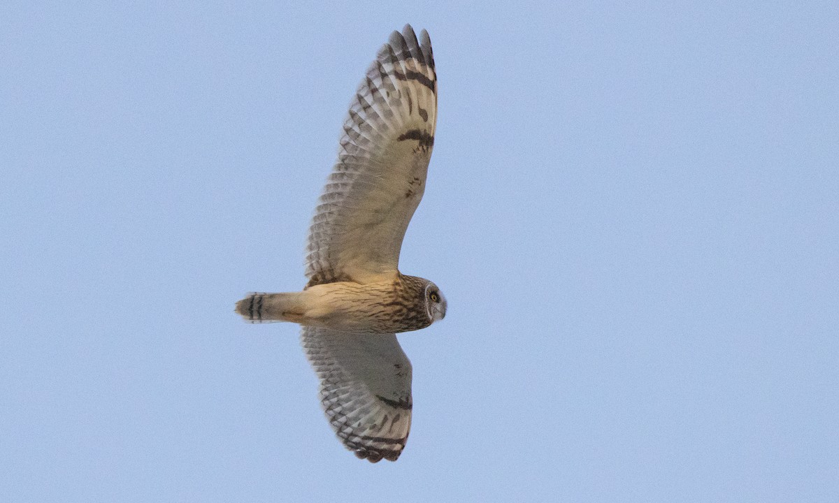 kalous pustovka (ssp. flammeus) - ML289286281