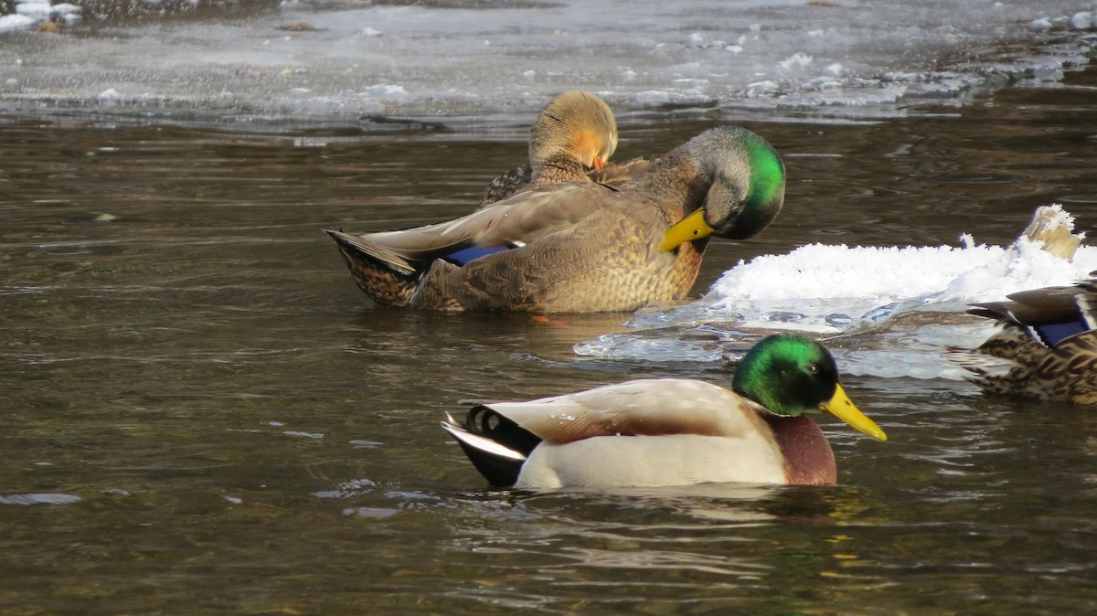 Mallard x American Black Duck (hybrid) - ML289286741