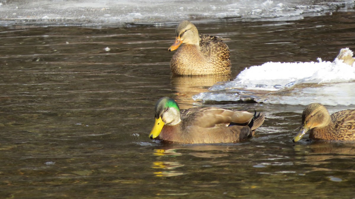 Mallard x American Black Duck (hybrid) - ML289286781