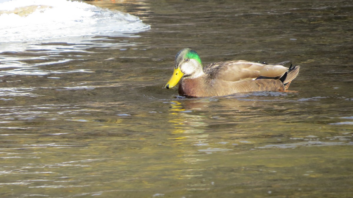 Mallard x American Black Duck (hybrid) - ML289286791