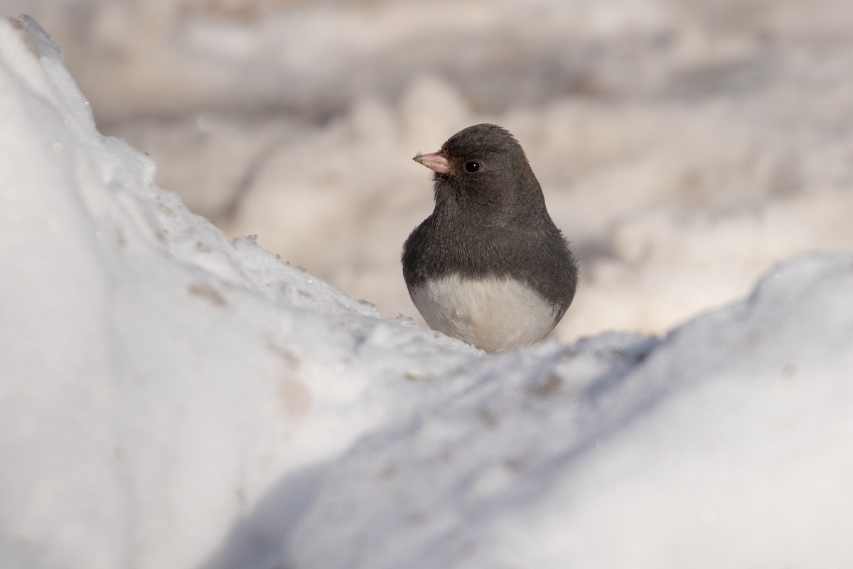 Dark-eyed Junco - ML289289271