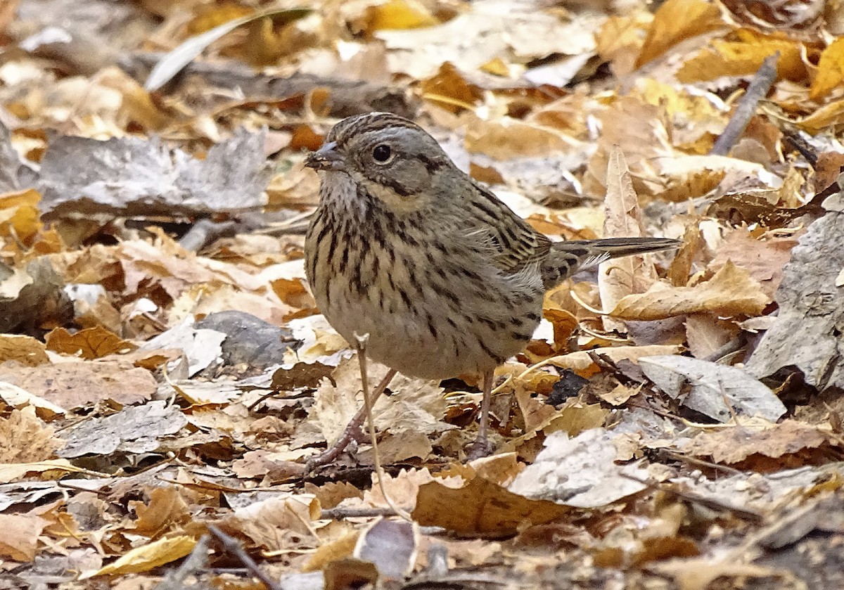 Lincoln's Sparrow - ML289289771