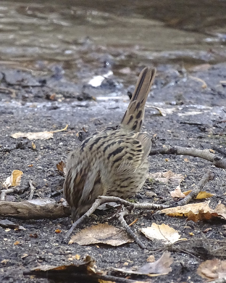 Lincoln's Sparrow - ML289289781