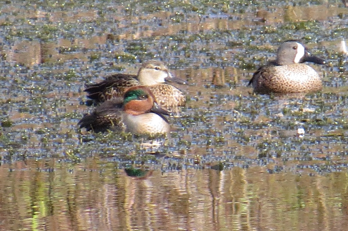 Green-winged Teal - ML289289811