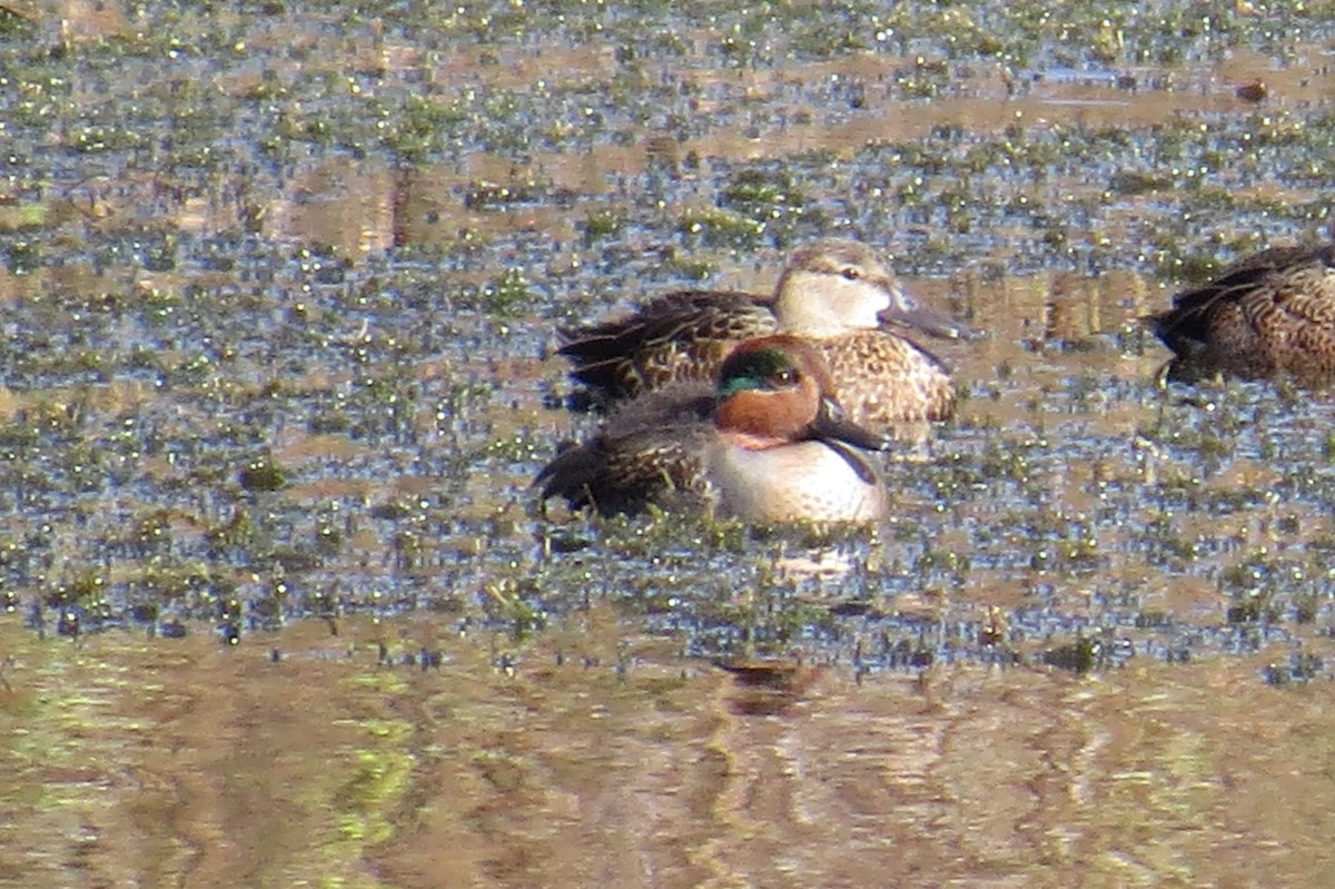 Green-winged Teal - ML289289861