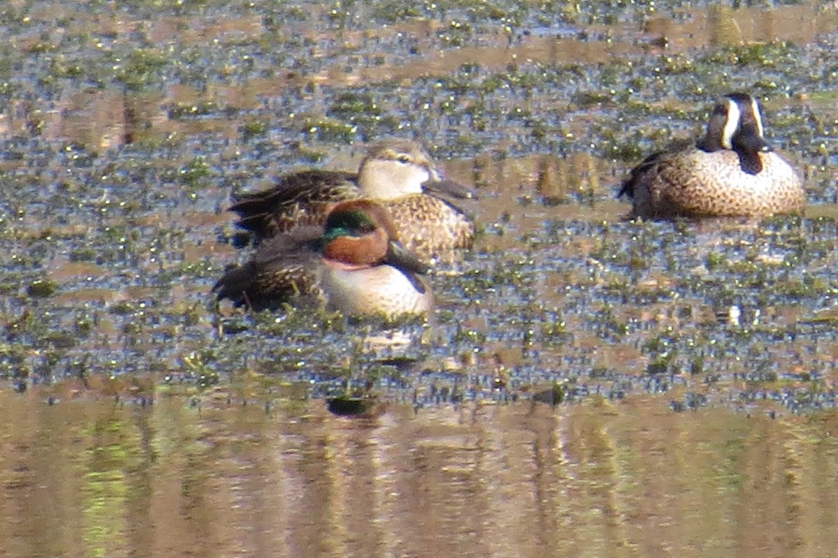 Green-winged Teal - ML289289871
