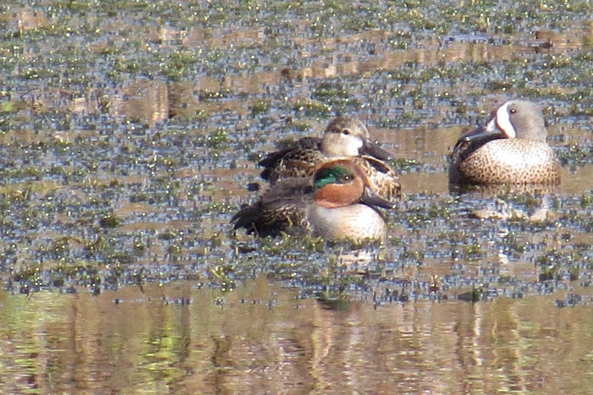 Green-winged Teal - ML289290021
