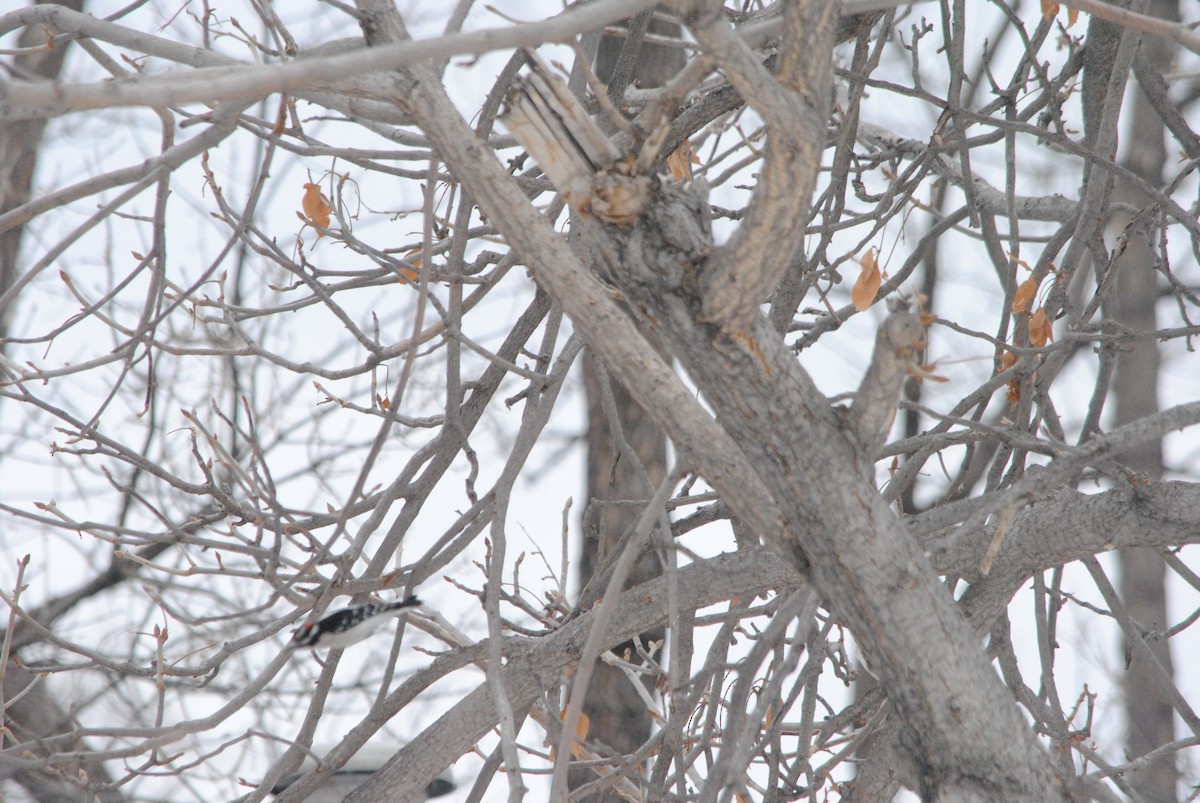 Yumuşak Tüylü Ağaçkakan - ML289293661