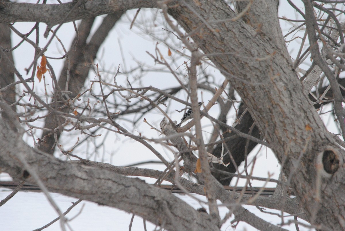 Yumuşak Tüylü Ağaçkakan - ML289293671