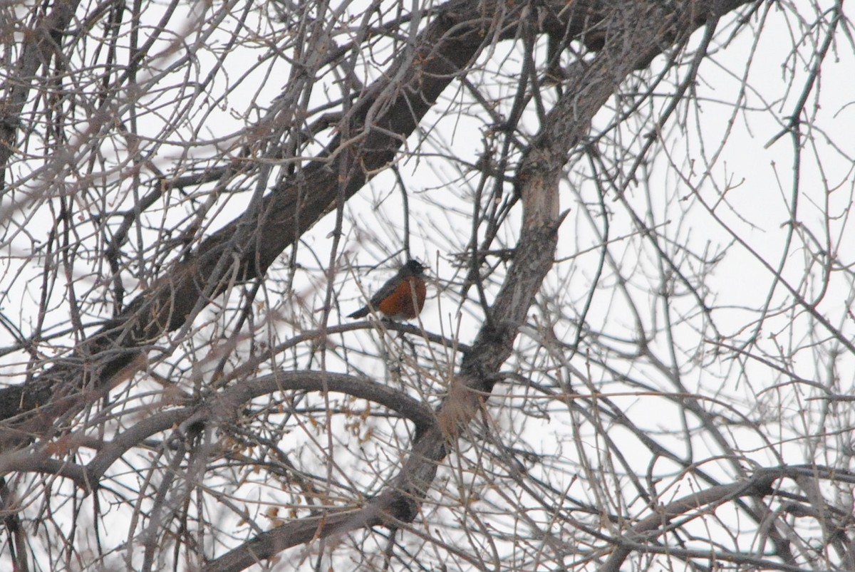 Göçmen Ardıç - ML289293921