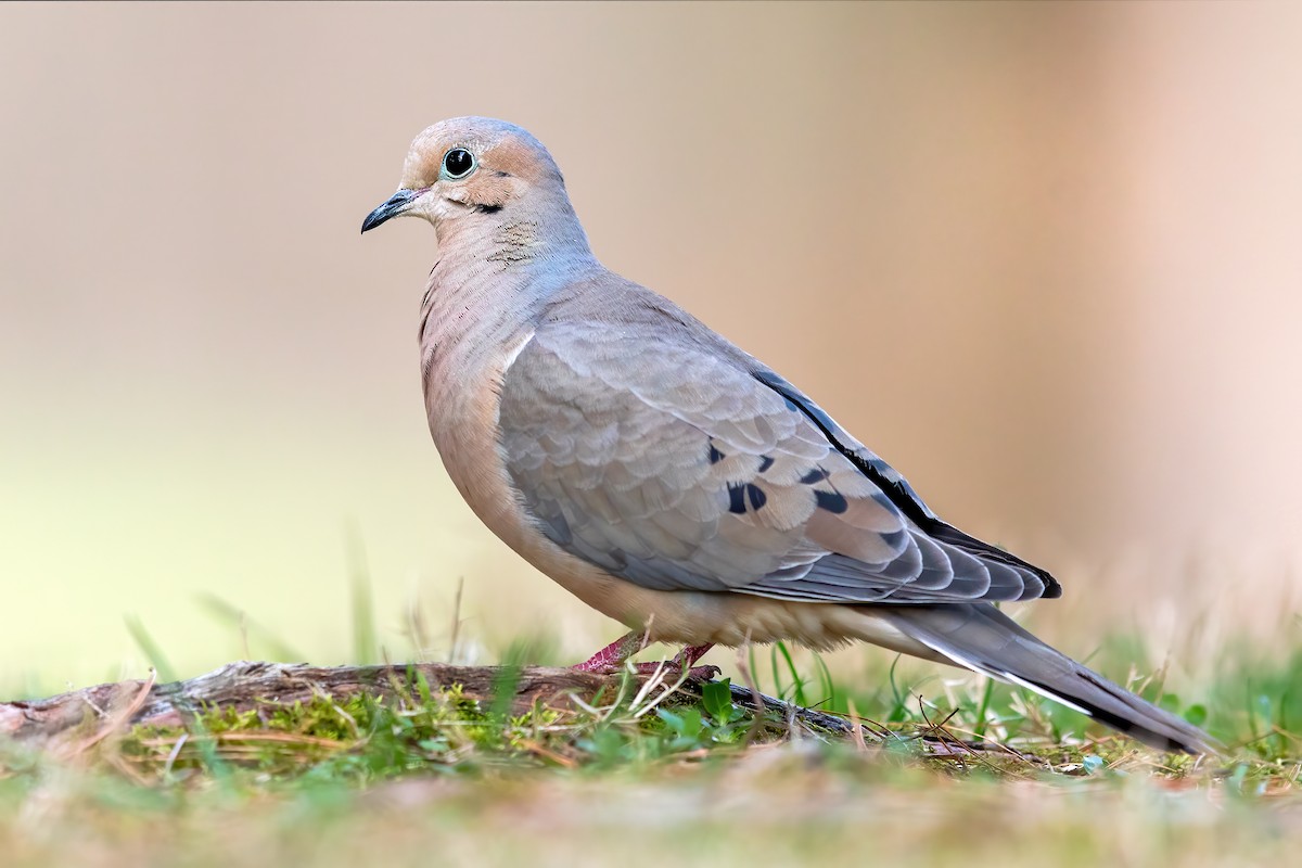 Mourning Dove - ML289296771