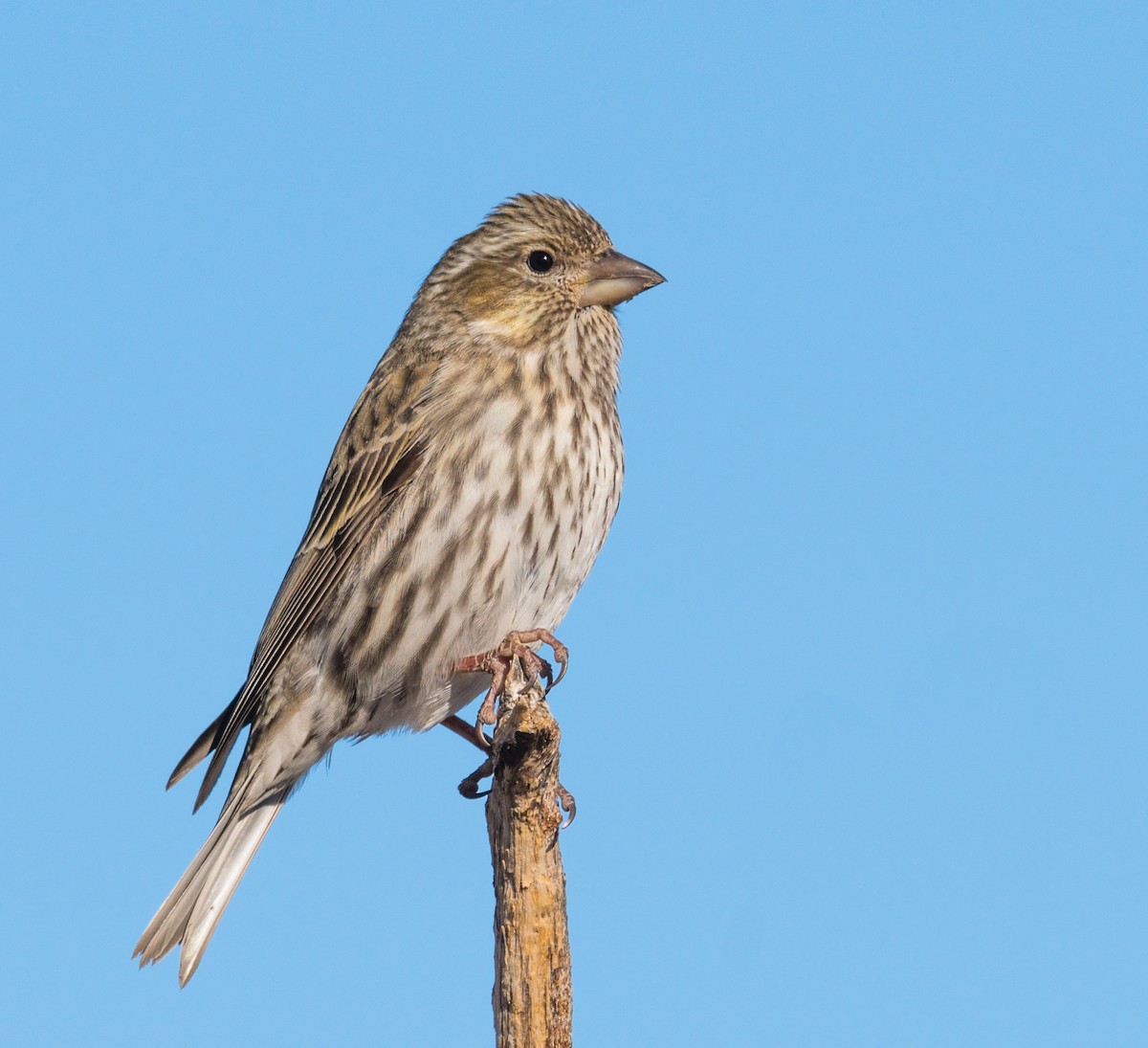 Cassin's Finch - ML289297231