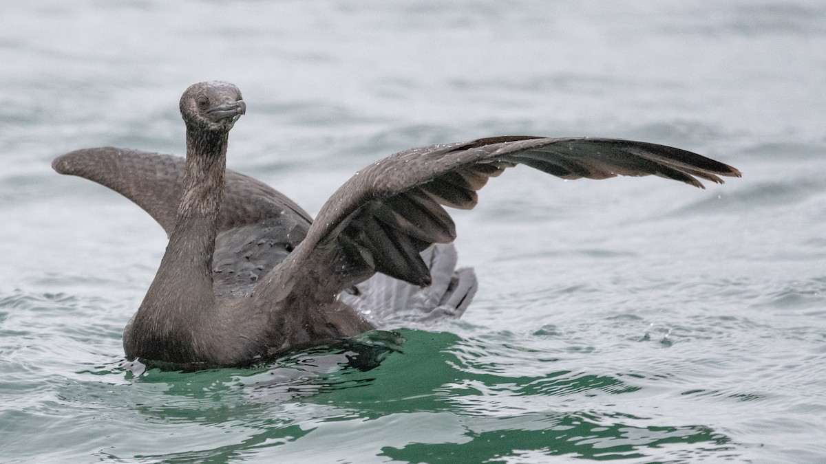 Pelagic Cormorant - Mason Maron