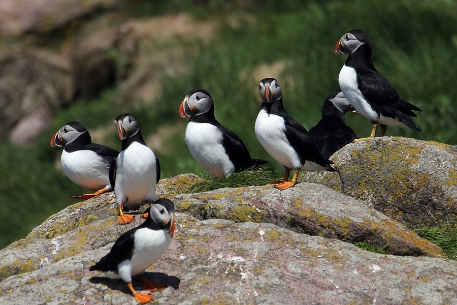 Atlantic Puffin - Pavel Parkhaev