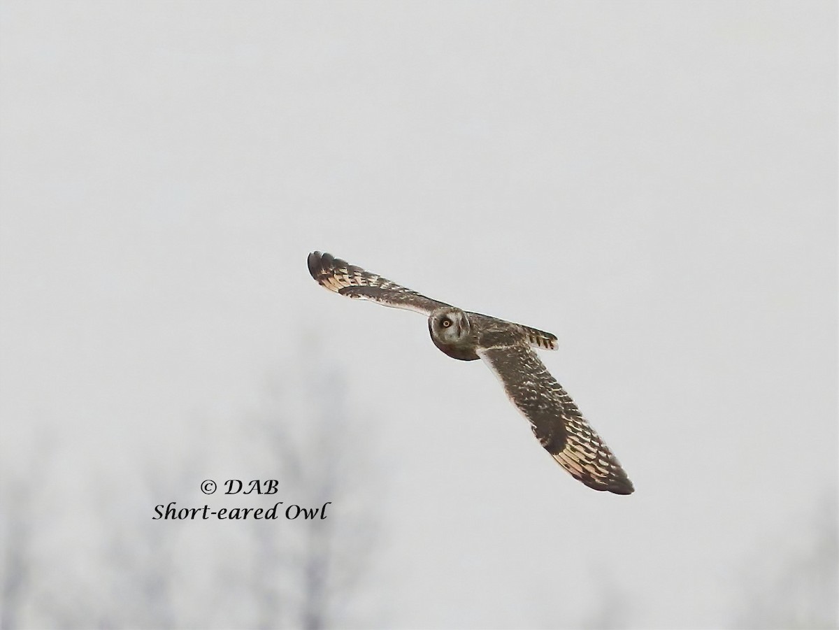 Short-eared Owl - ML289304581