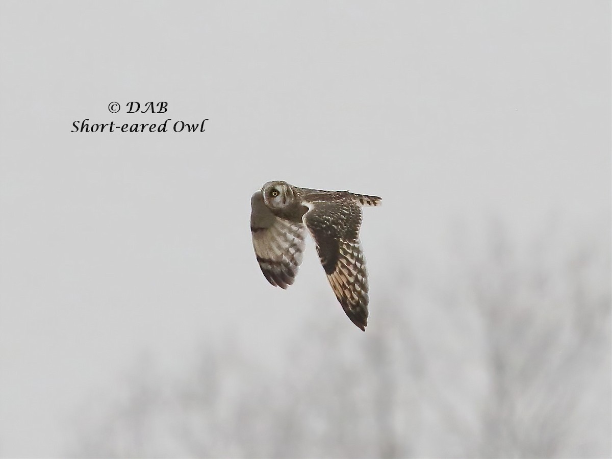 Short-eared Owl - ML289304851