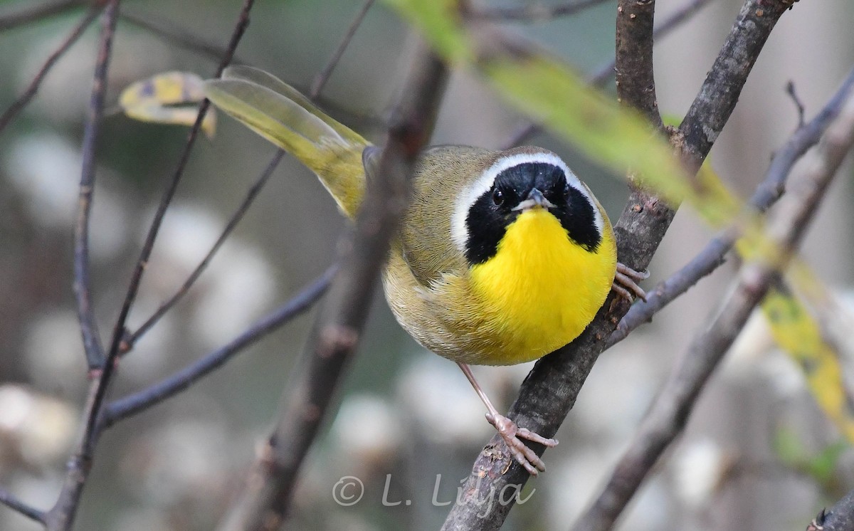 Common Yellowthroat - ML289305031