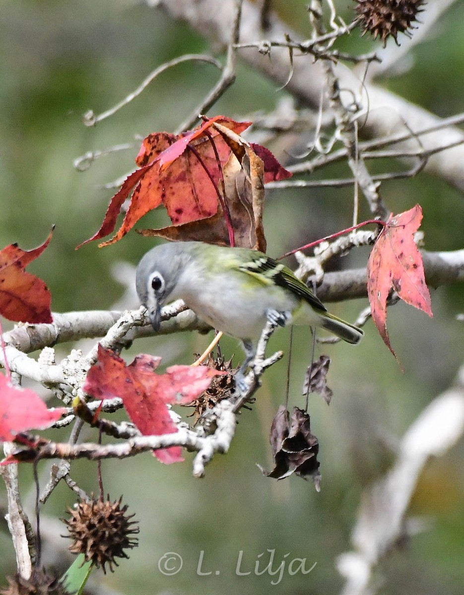 Blue-headed Vireo - ML289305111