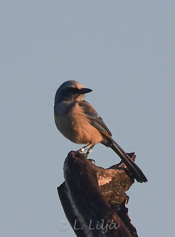 Florida Scrub-Jay - ML289305191