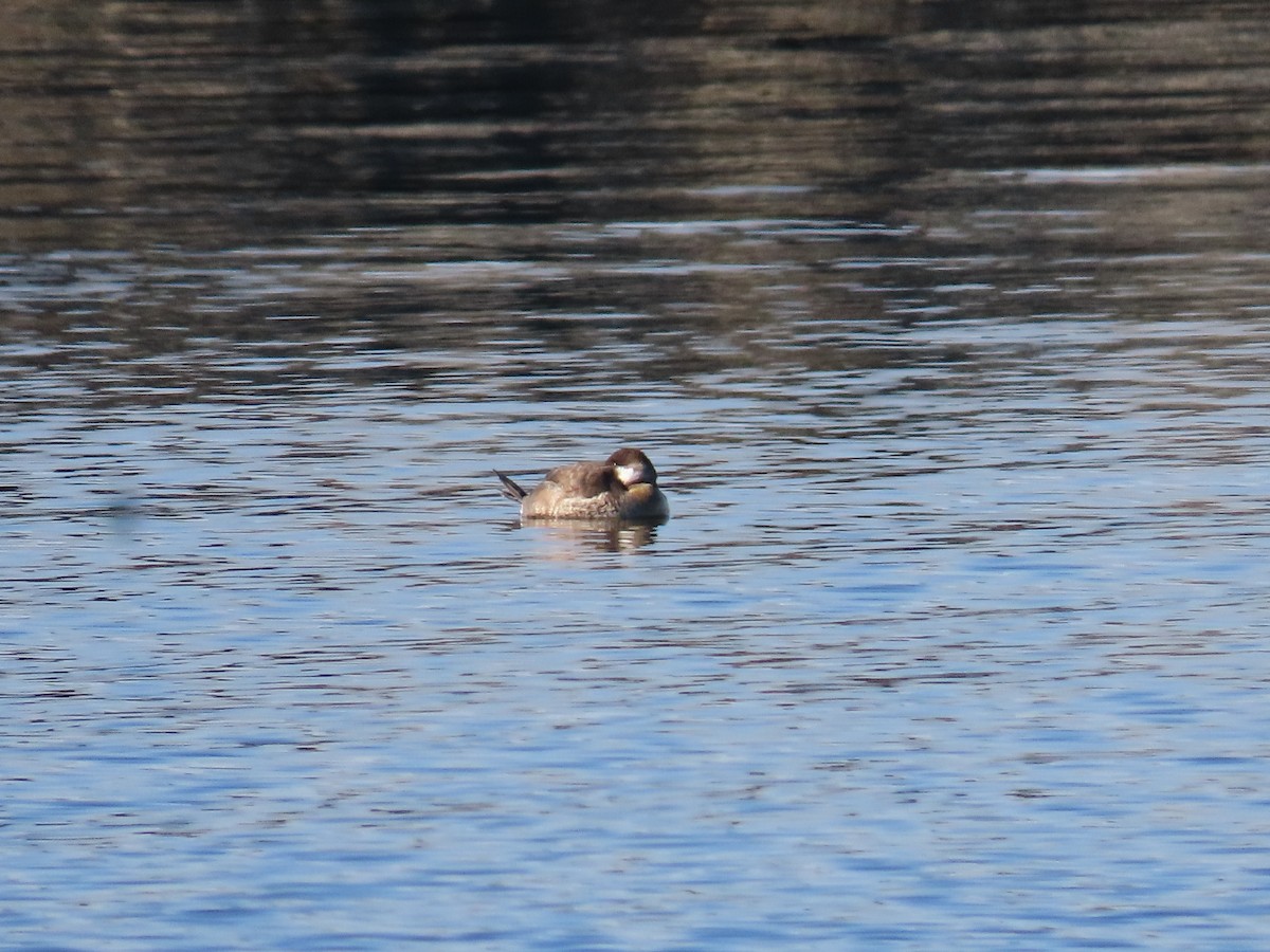 Ruddy Duck - ML289305231