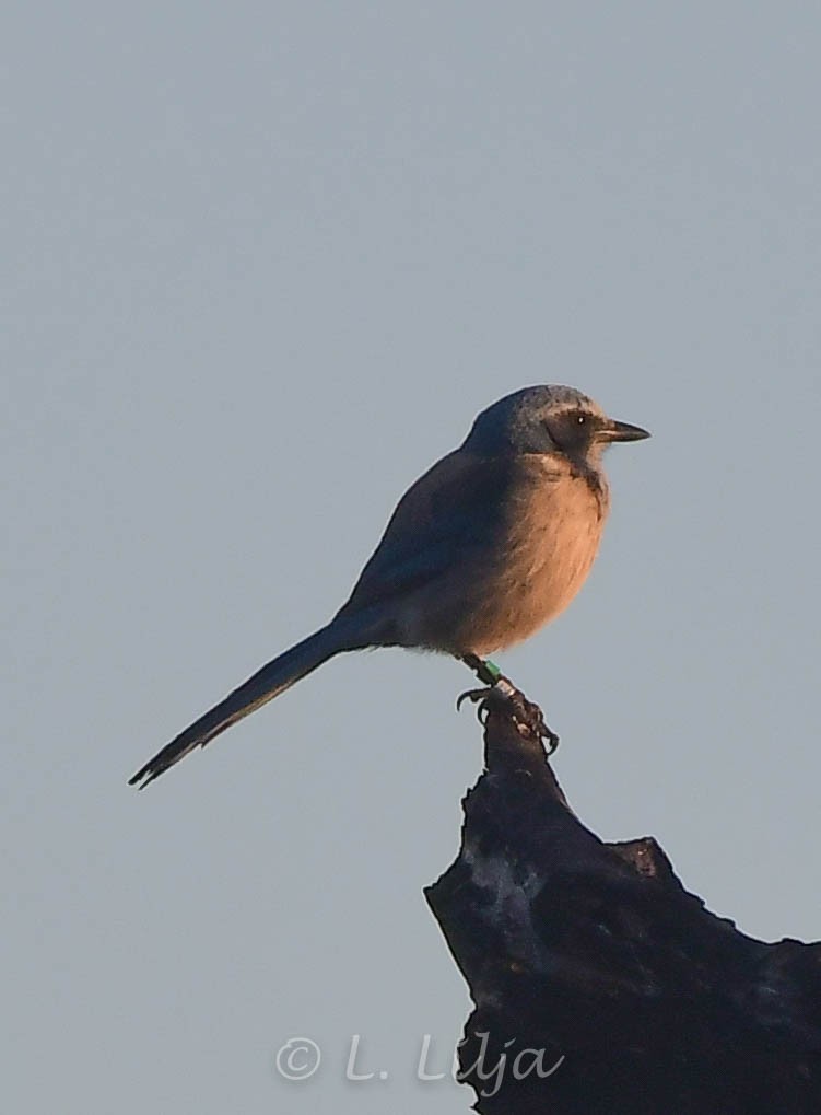 Florida Scrub-Jay - ML289305381