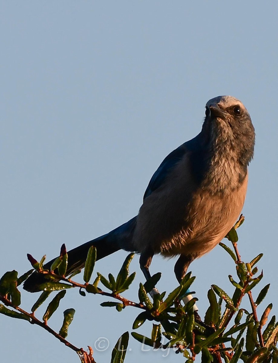 Florida Scrub-Jay - ML289305581