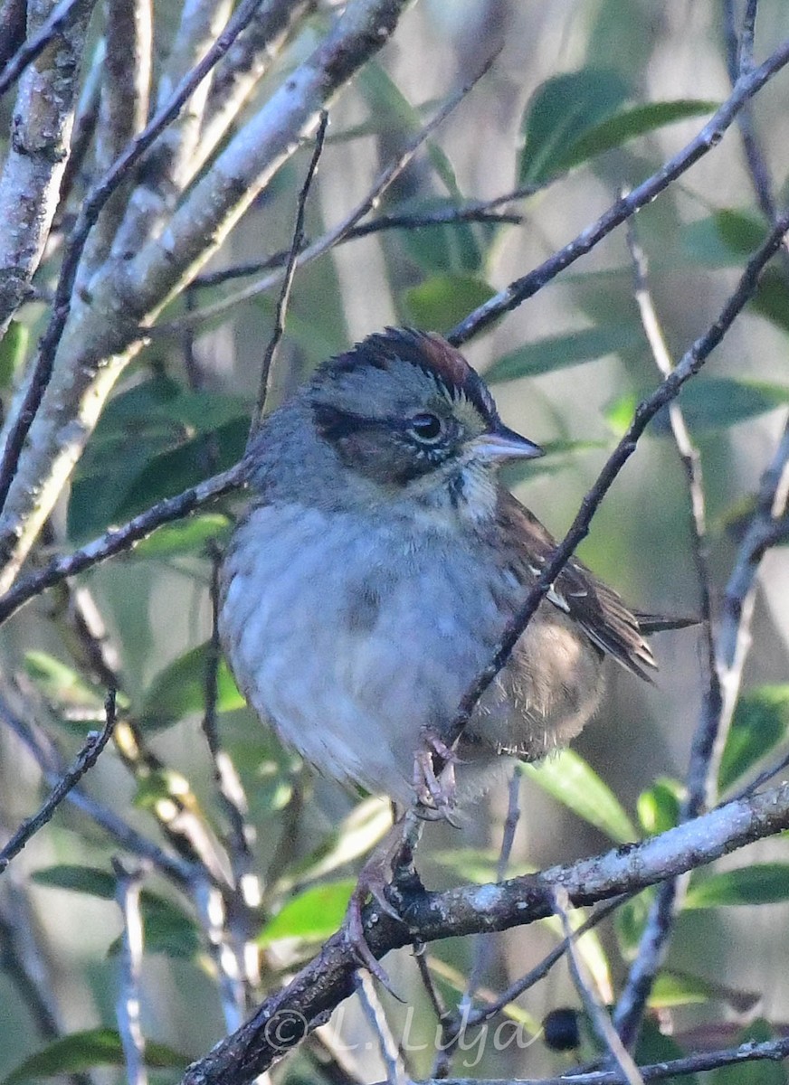 Swamp Sparrow - ML289305661