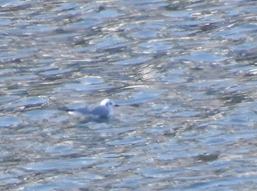 Bonaparte's Gull - ML289305811