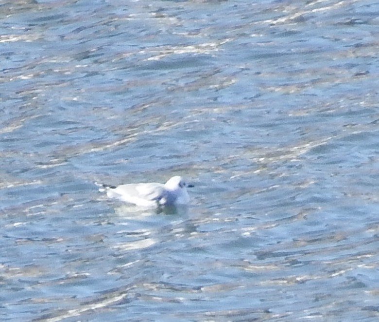 Bonaparte's Gull - ML289305961