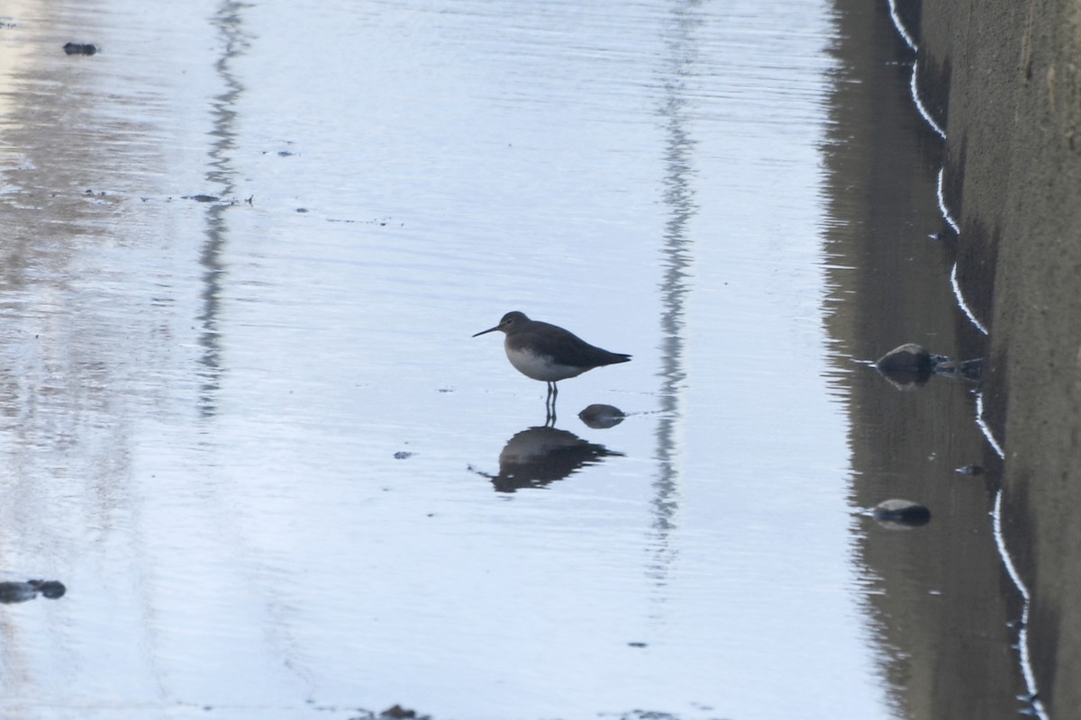 Green Sandpiper - ML289306021