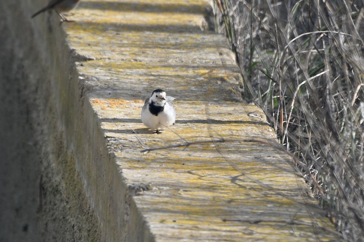 White Wagtail - ML289306171