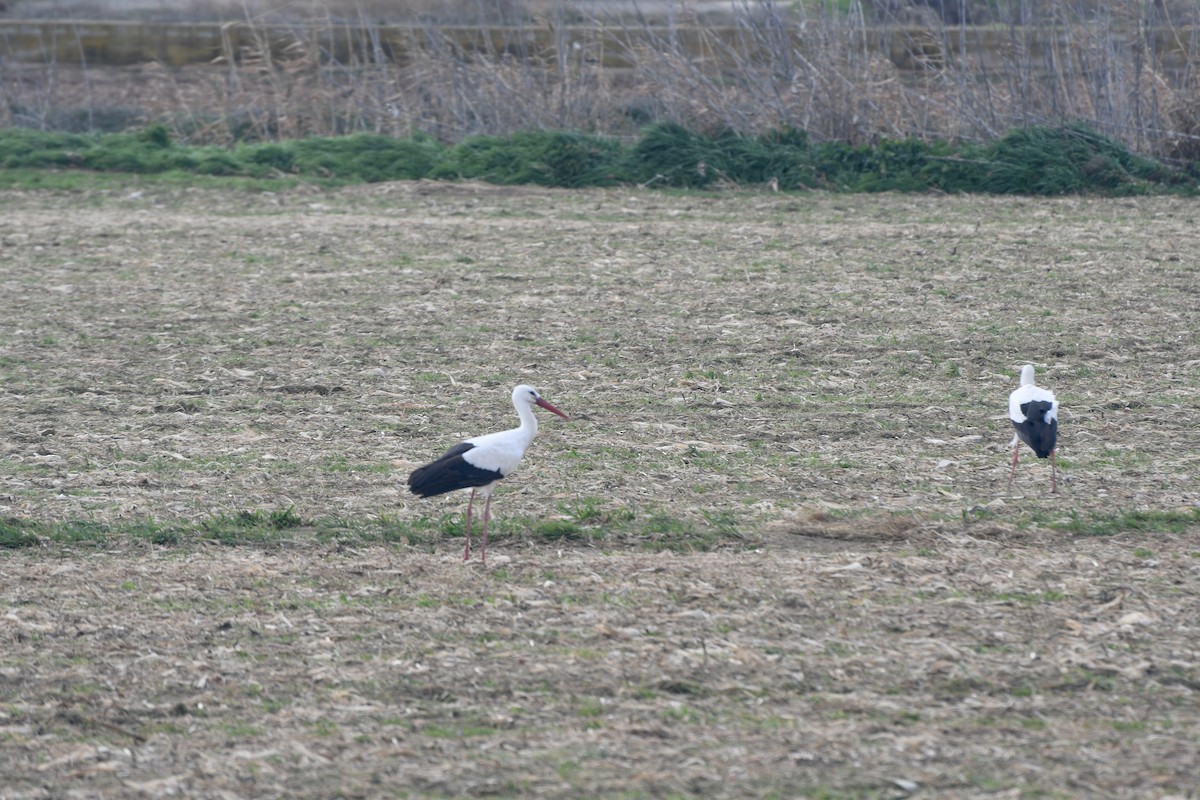 White Stork - ML289306441