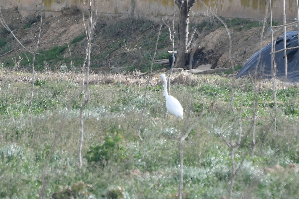 Great Egret - ML289306561