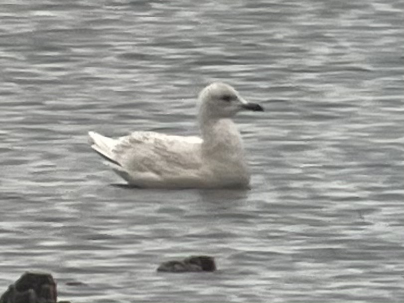 Iceland Gull - Alec Olivier