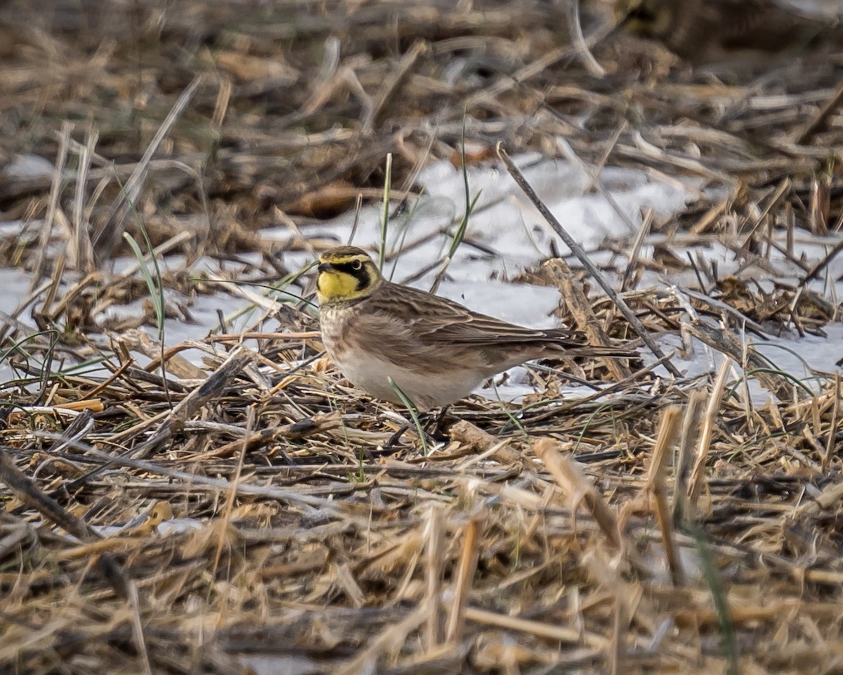 Horned Lark - ML289308601