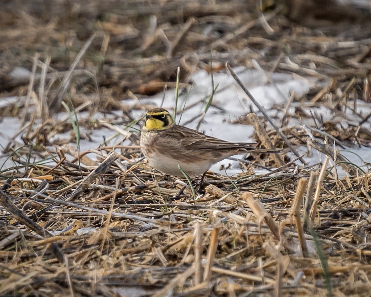 Horned Lark - ML289308611