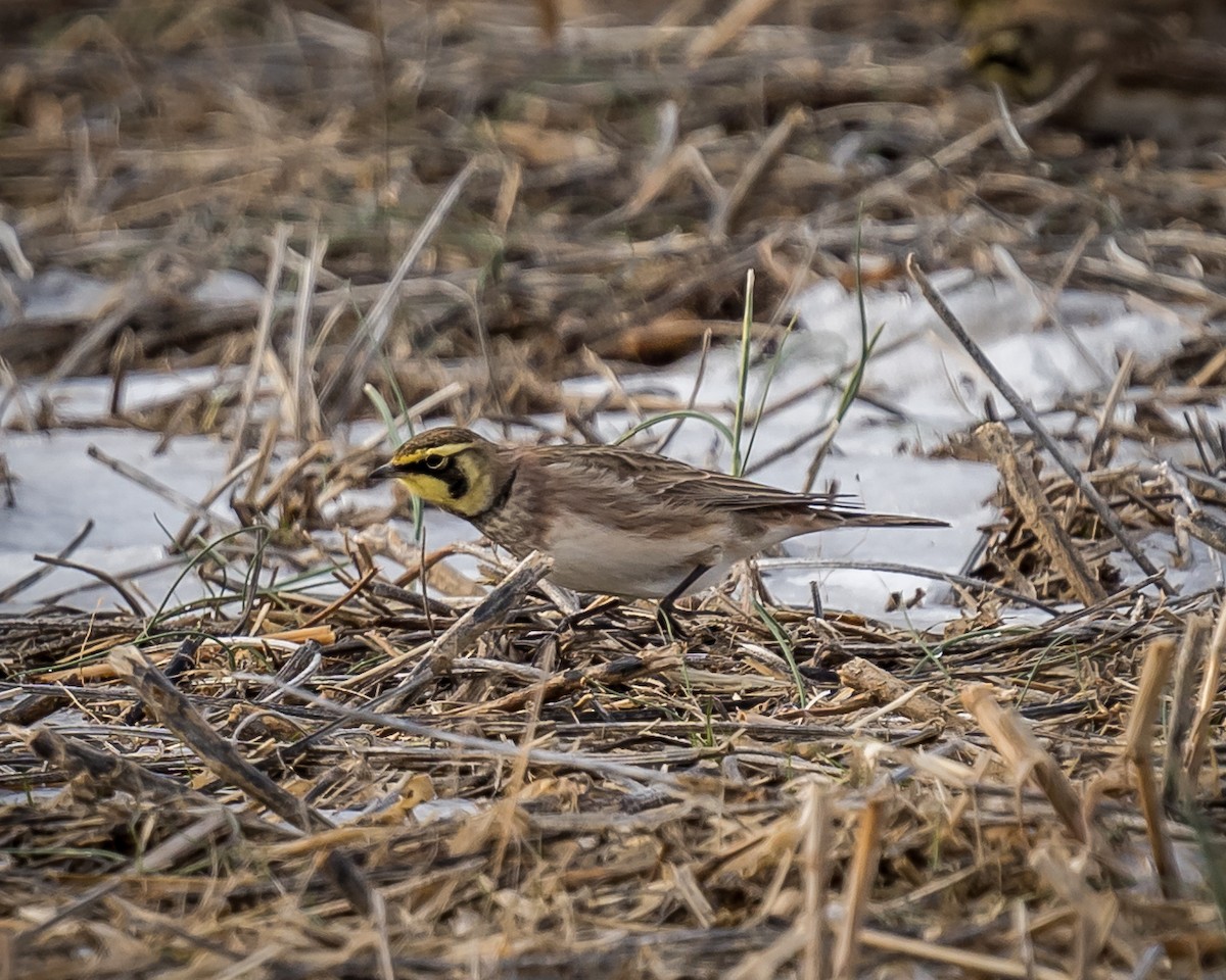 Horned Lark - ML289308621